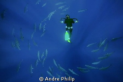 freediver with a school of amberjacks by Andre Philip 